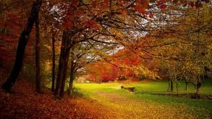 Fall Scene with trees