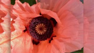 Close up of a flower spring flower healing