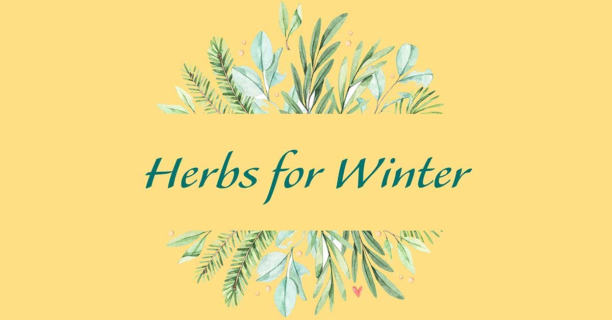 Herbs For Winter